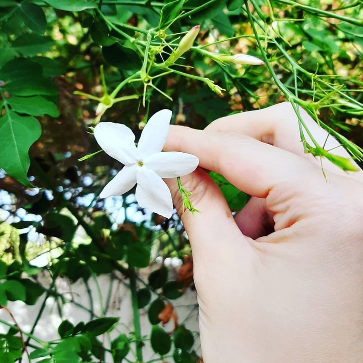jasmin