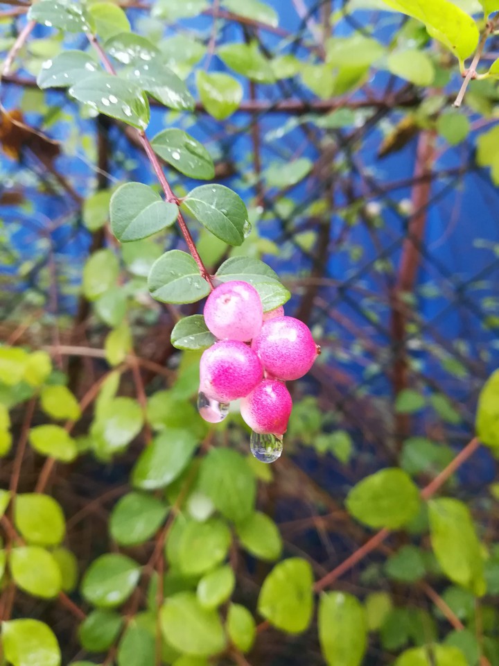 raindrop