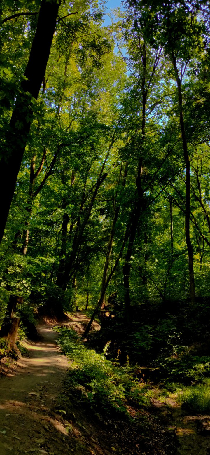 Forest | Лес