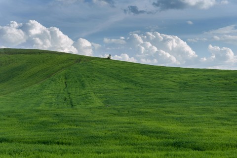 sfondi Field, green