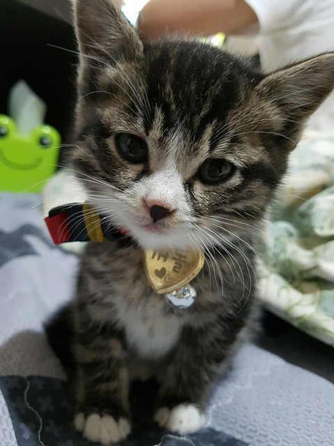 새끼고양이