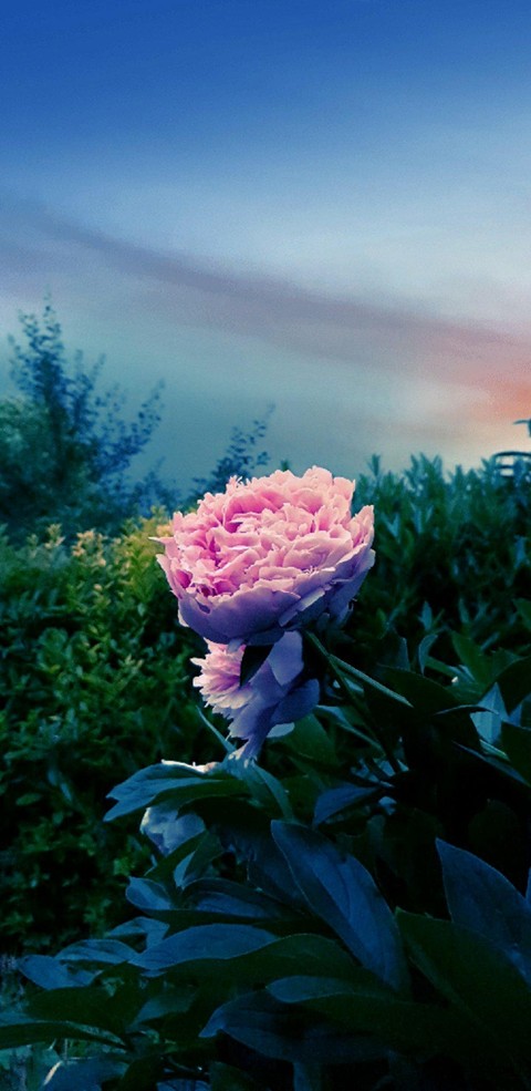 Pivoine (peony)