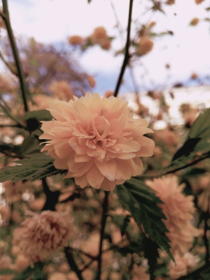 #flowers