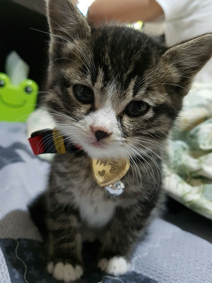 새끼고양이