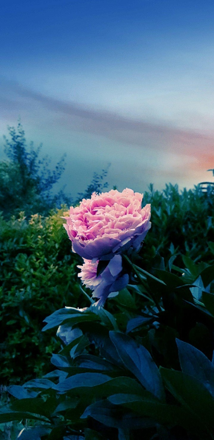 Pivoine (peony)