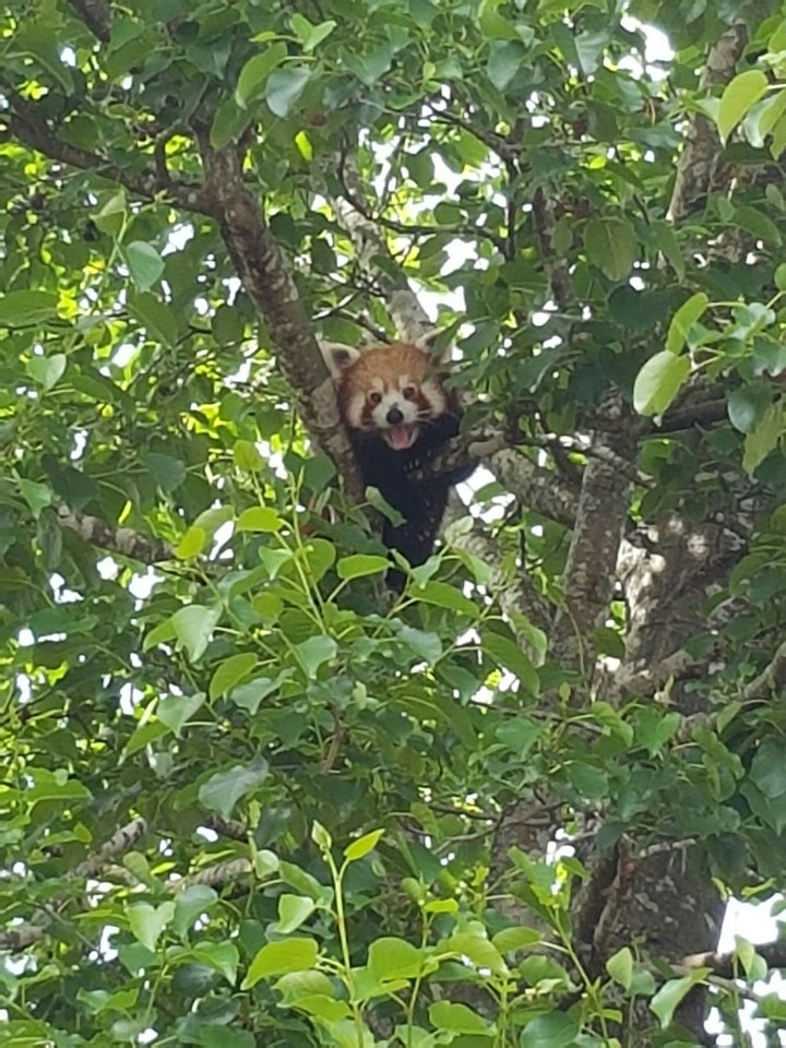 Red Panda