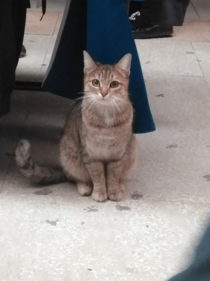 Cat