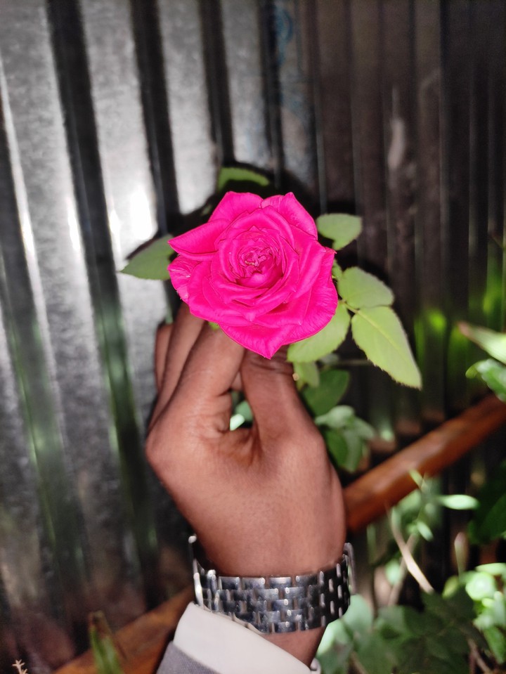 rose