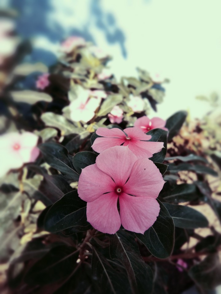 flower