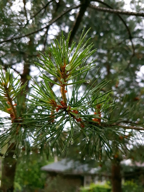 needles in raindrops