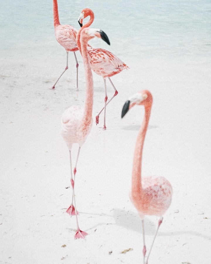Pink