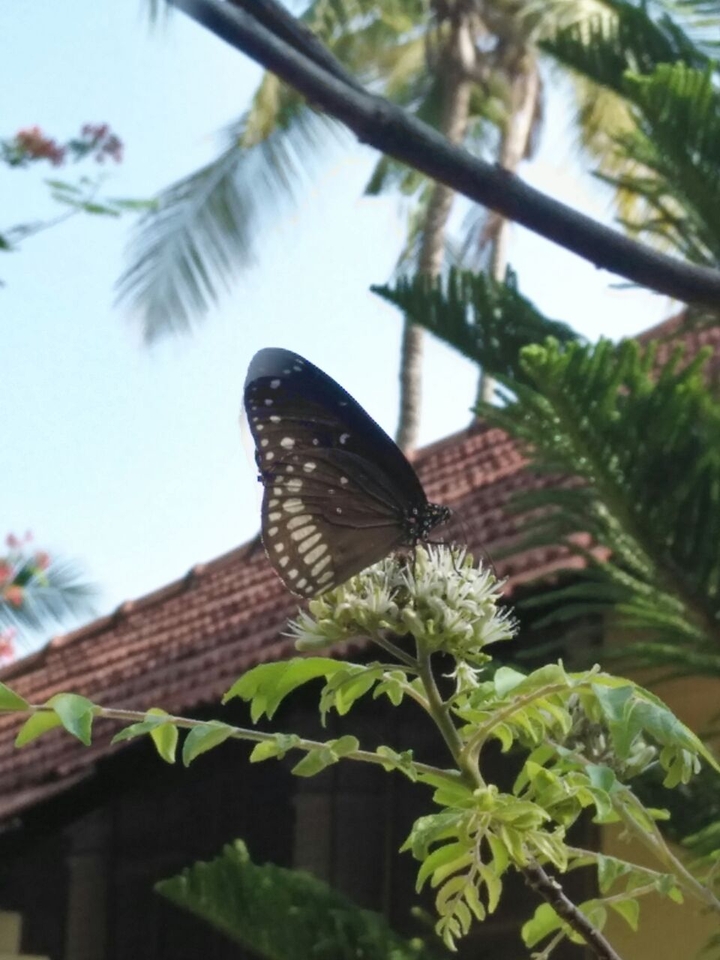 Beautiful Butterfly
