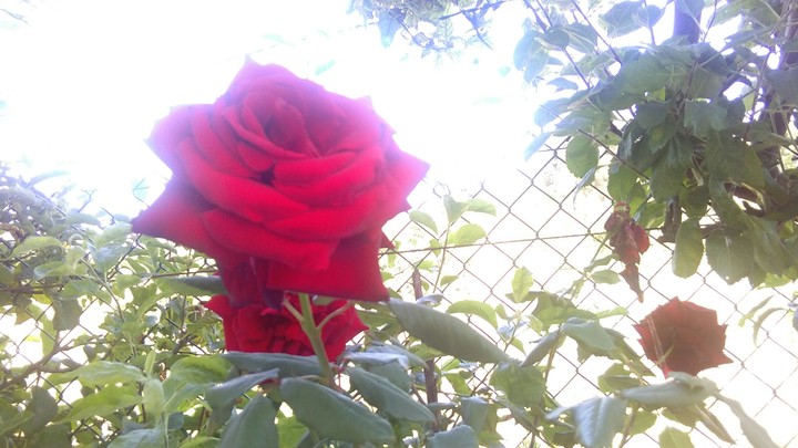 Red Rose