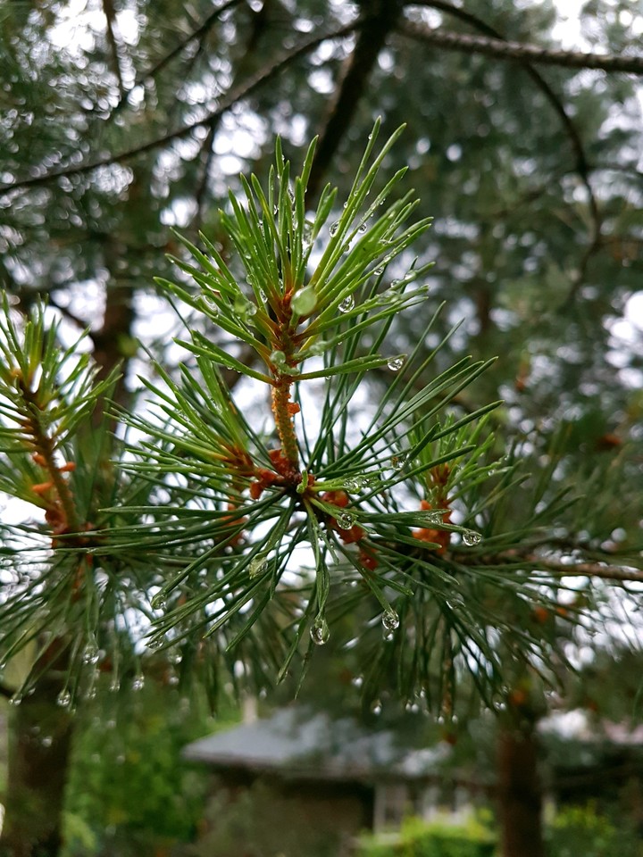 needles in raindrops
