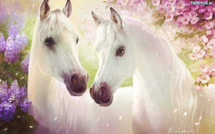 The beautiful horses
