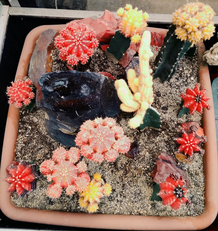 Cactuses