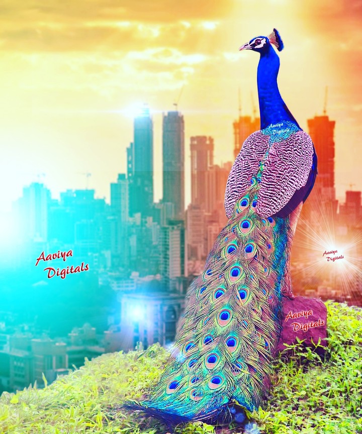 peacock