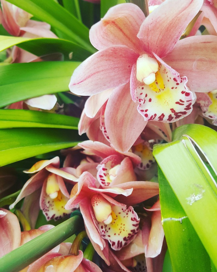 market flowers