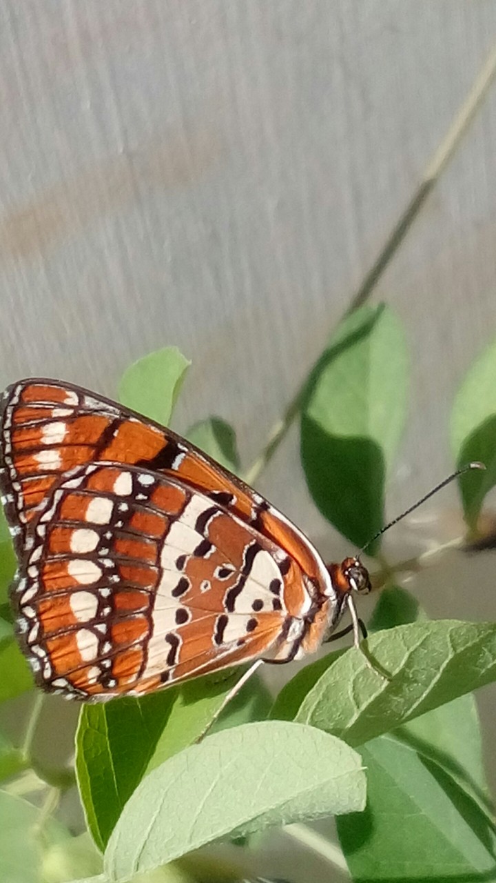beater fly