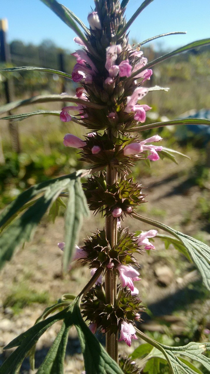 flower