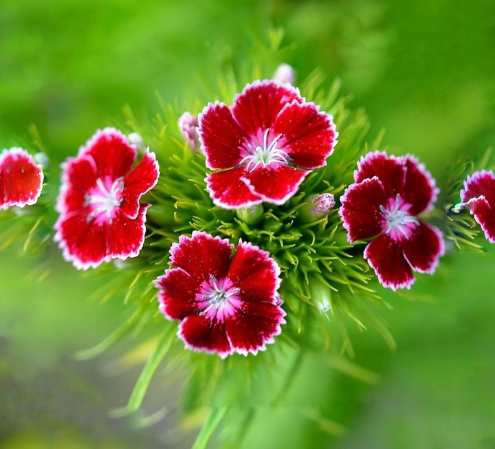 carnation