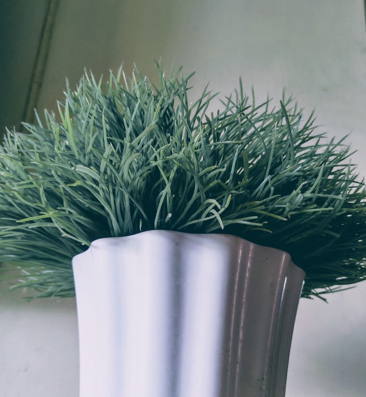Plant Pot