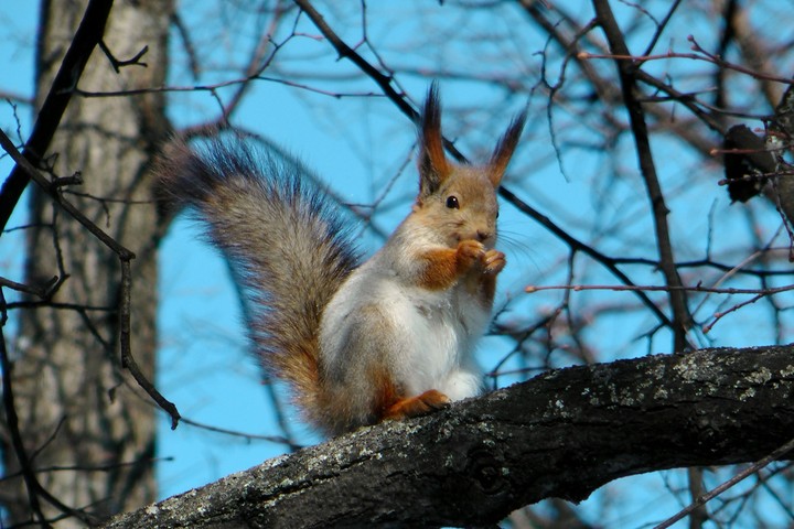 Белка