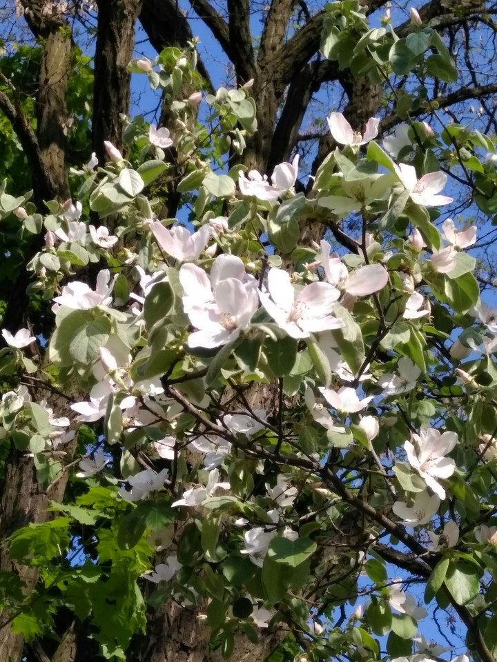 blooming tree