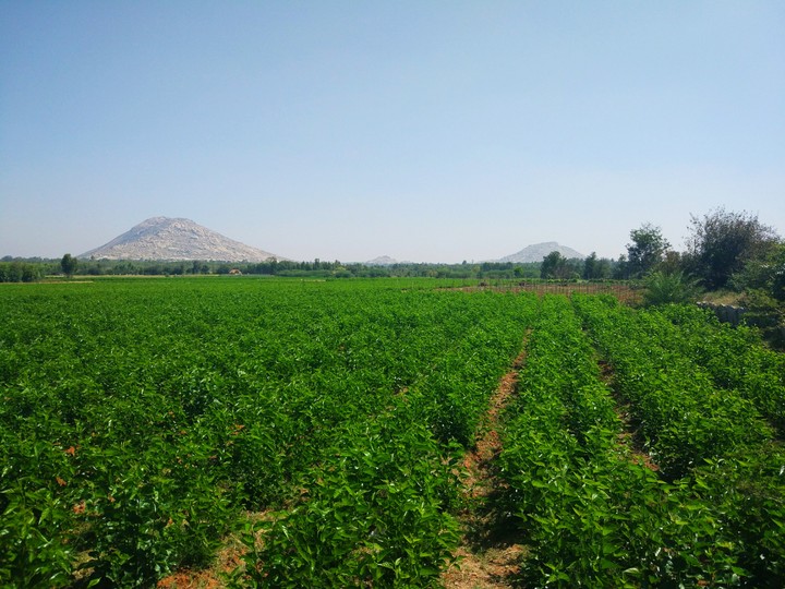 field