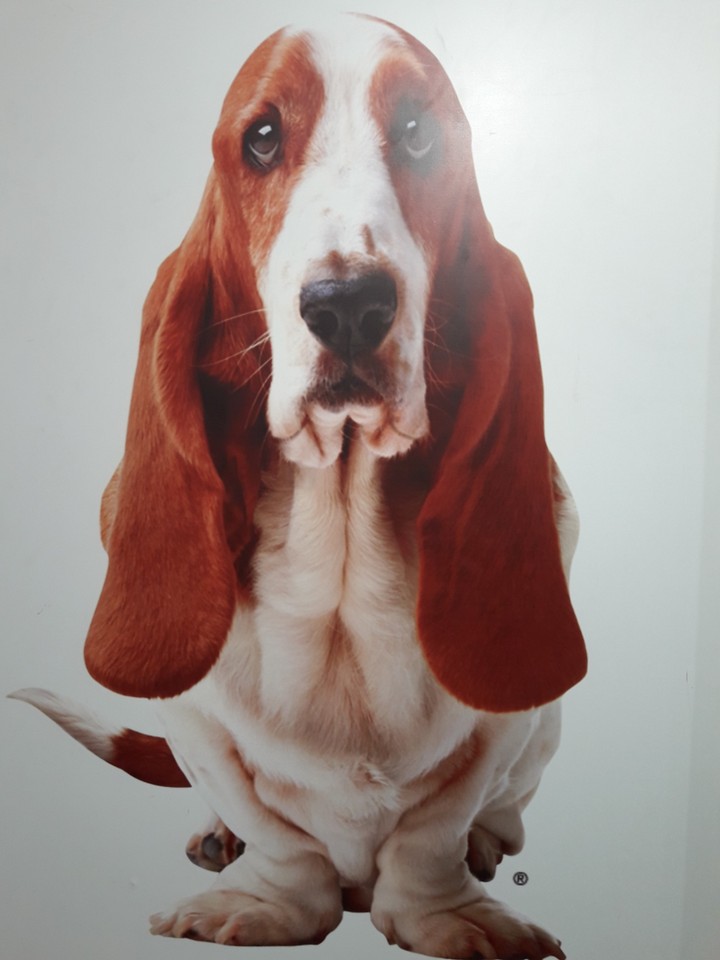 Puppy
