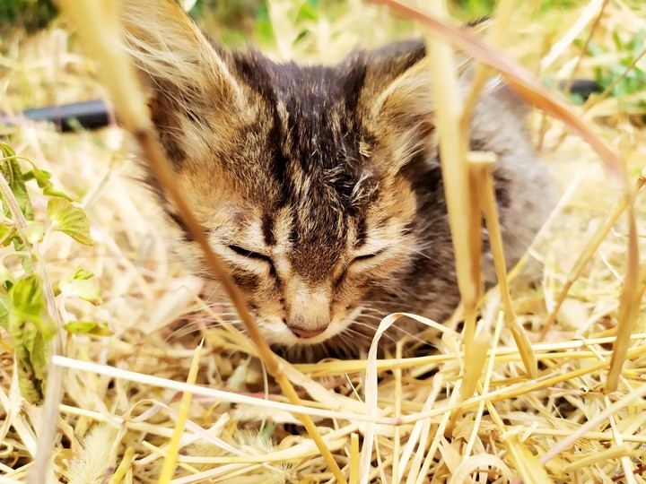 cat