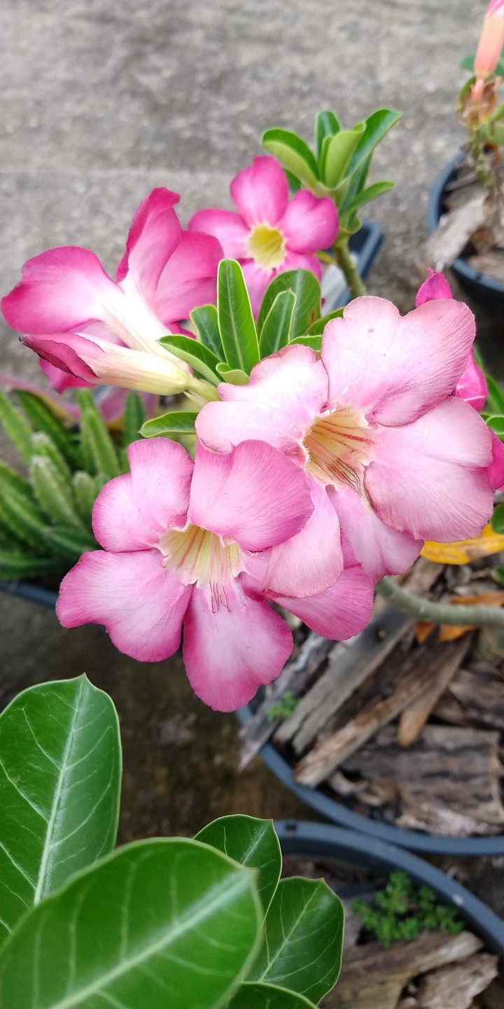 Rosa do deserto