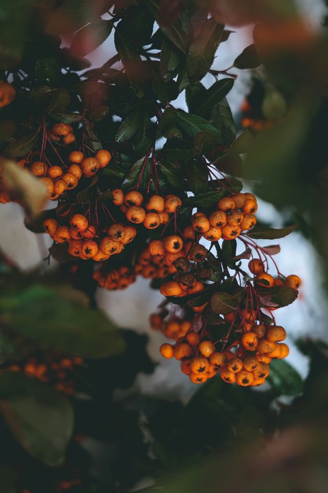 тапети ebenaceae, mountain-ash