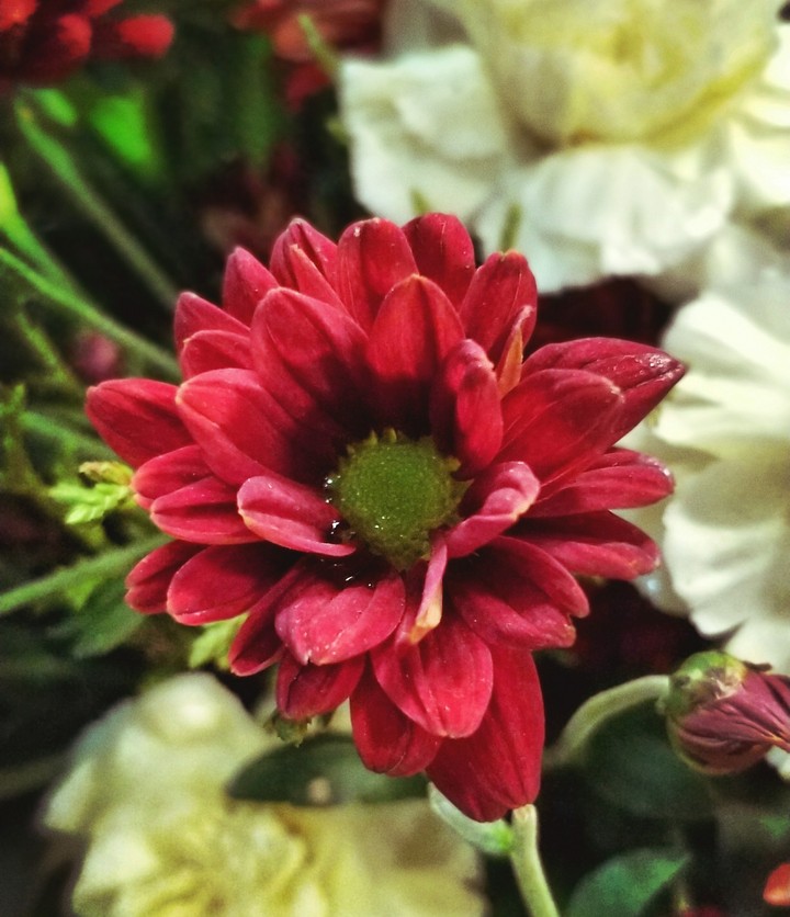 Flower beauty
