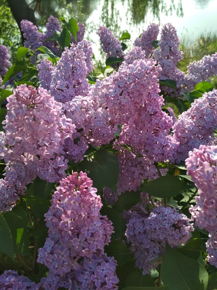 flowers