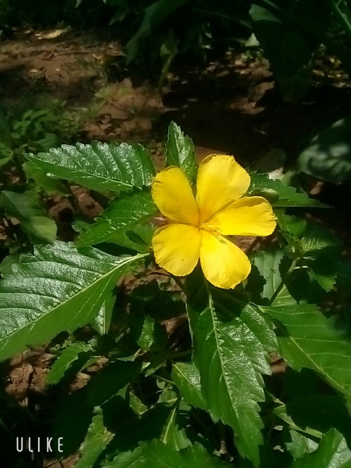 Flower