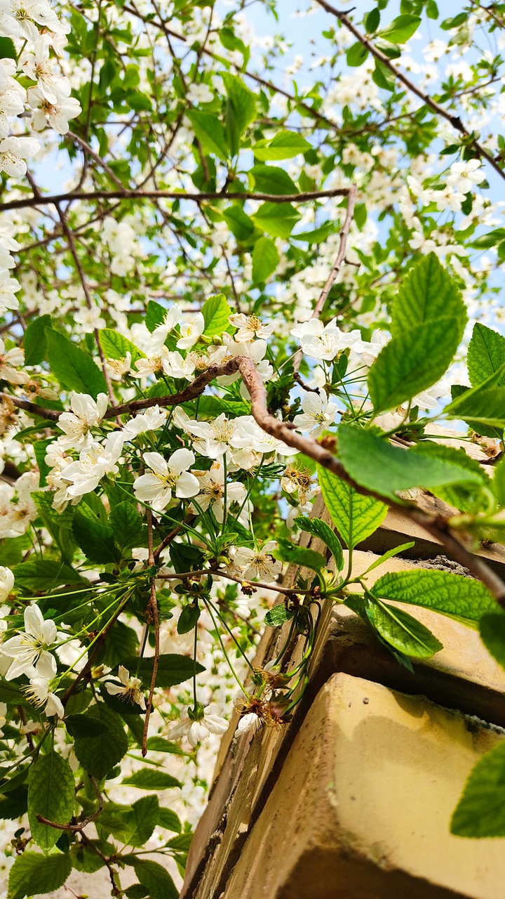 spring days