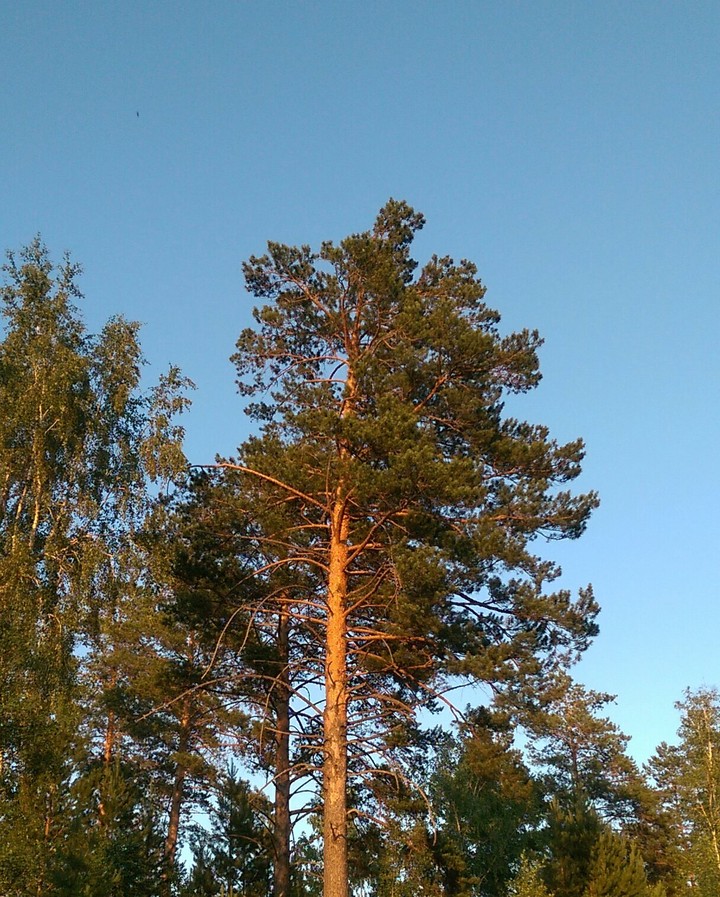 Сосна.