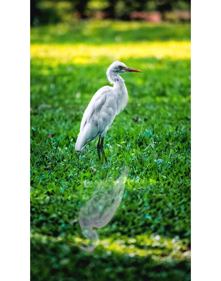 This is a beautiful crane!