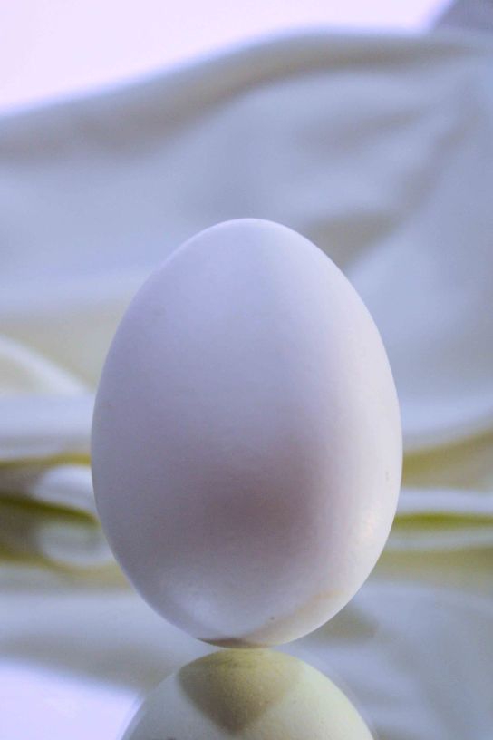 Egg