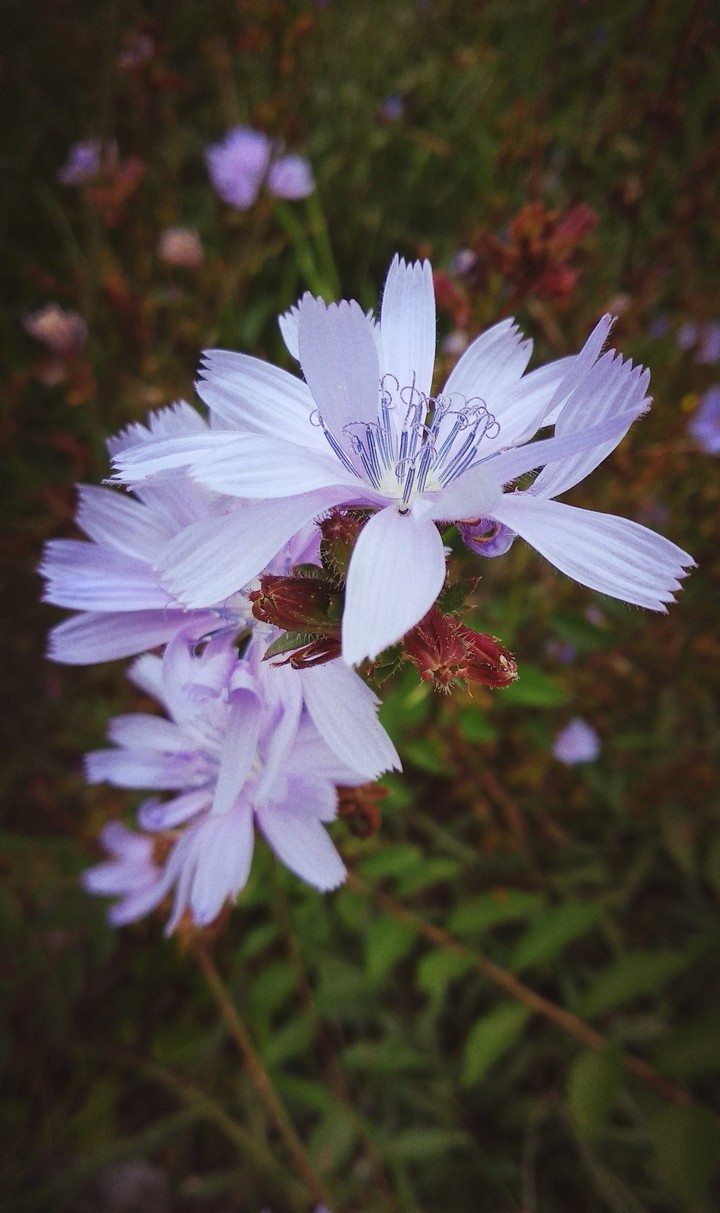 blossom