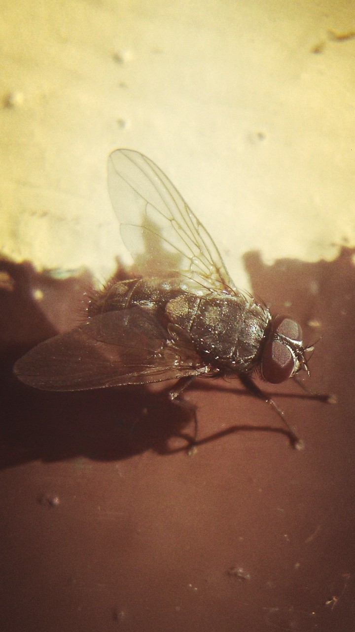 Mouche