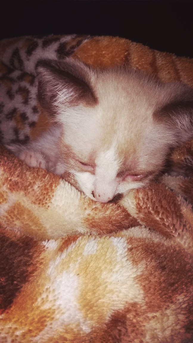 cat cute