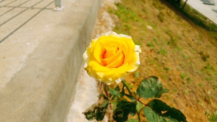 Yellow Rose