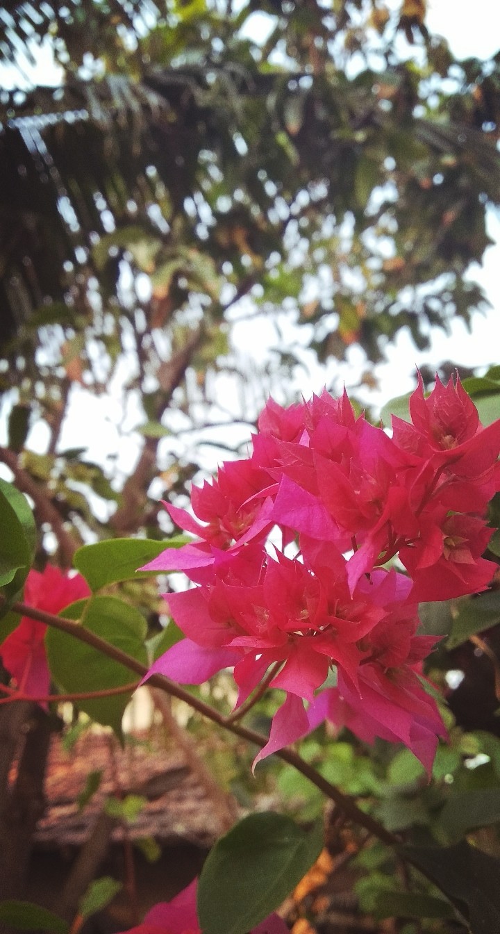 Pink ?