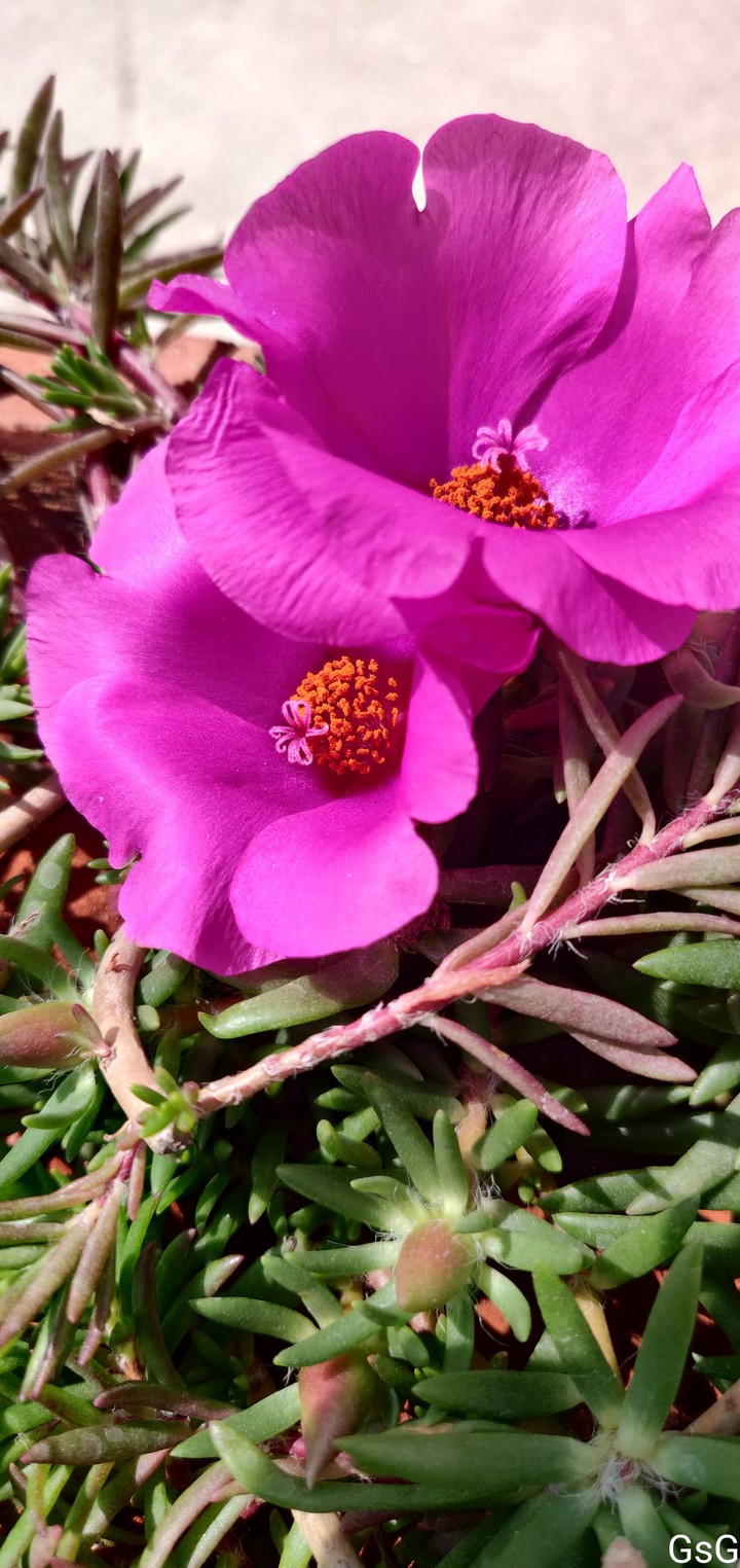 Portulaca flower