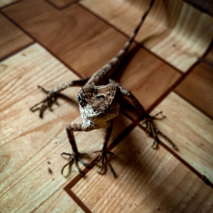 chameleon