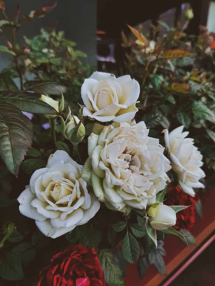 rose