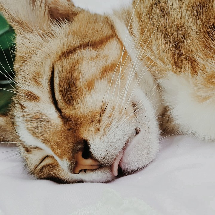 Kong sleeping