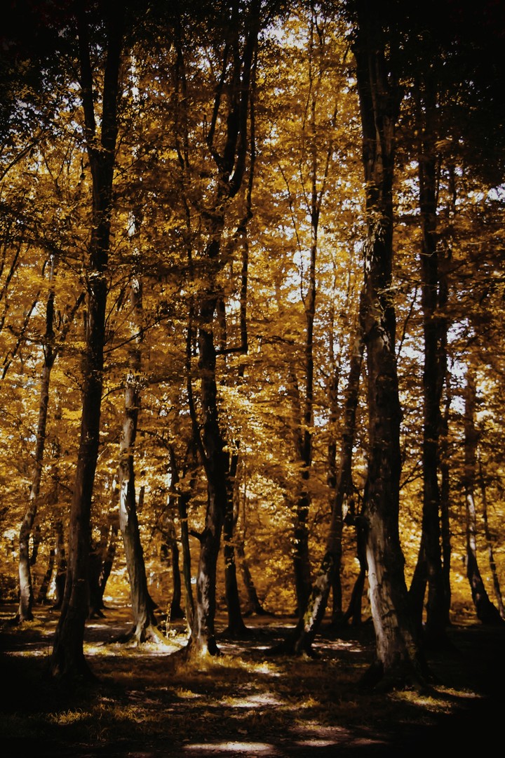 wellcome autumn